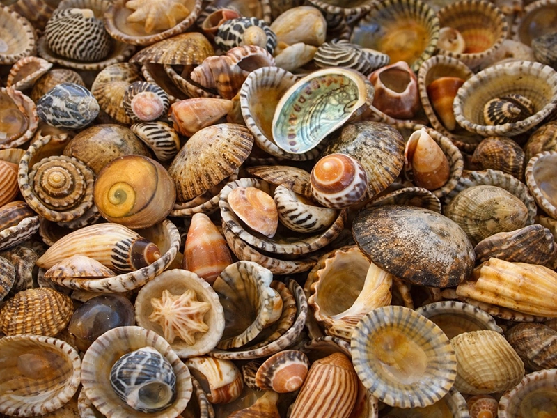 Фотопанно с морским пейзажем в столовой зоне