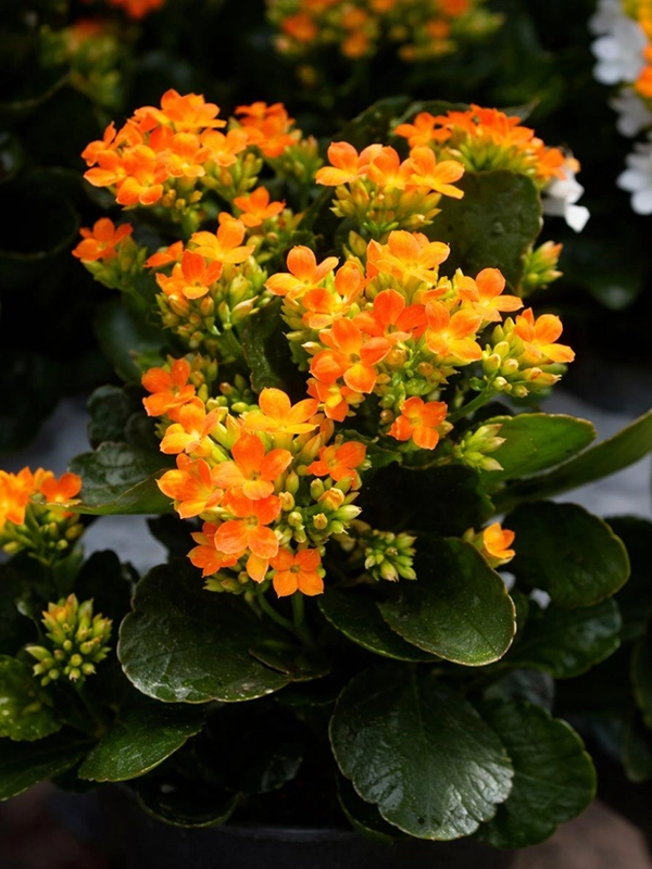 Крупный план оранжевого цветка на фоне окна со шторами