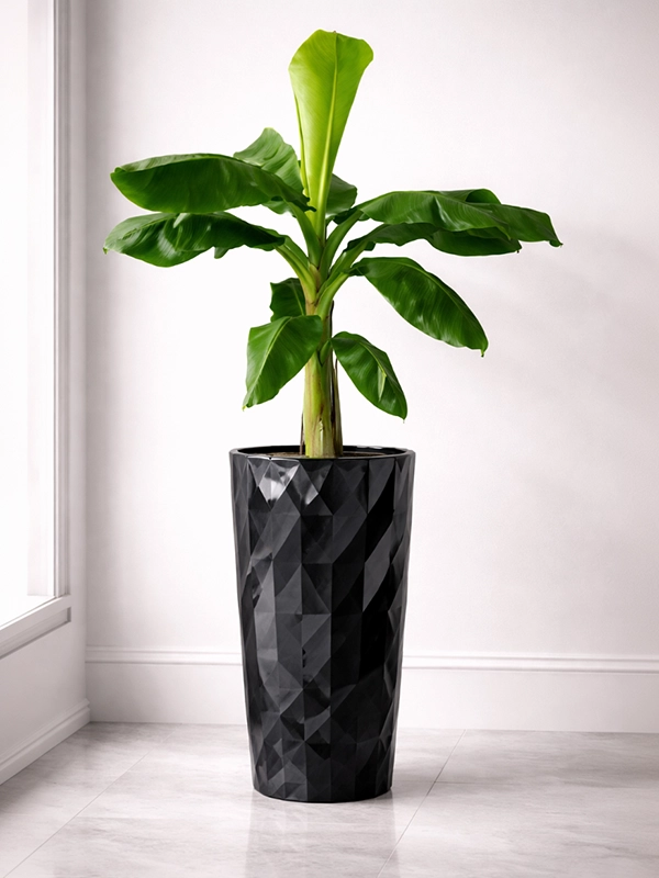 Декоративное растение в глянцевом черном горшке как цветовой акцент в черно-белом интерьере гостиной
