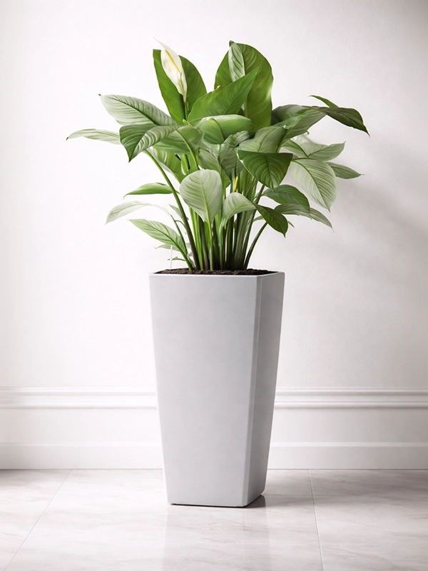 Зеленое комнатное растение в высоком белом кашпо, стоящее на полу возле окна в светлой гостиной комнате