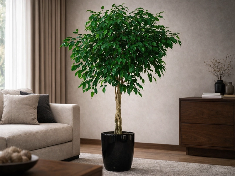 Высокое растение в напольном горшке